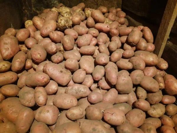 Какой цвет картофеля наиболее полезен: красный или белый? Различия и польза